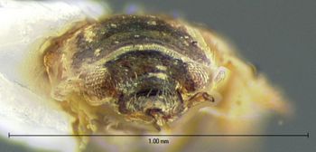 Media type: image;   Entomology 3128 Aspect: head frontal view